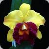 Blc. Chunyeah Good Life No.1